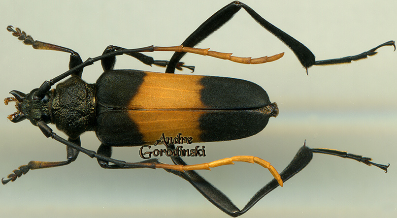 http://www.gorodinski.ru/cerambyx/Embrikstrandia bimaculata.jpg